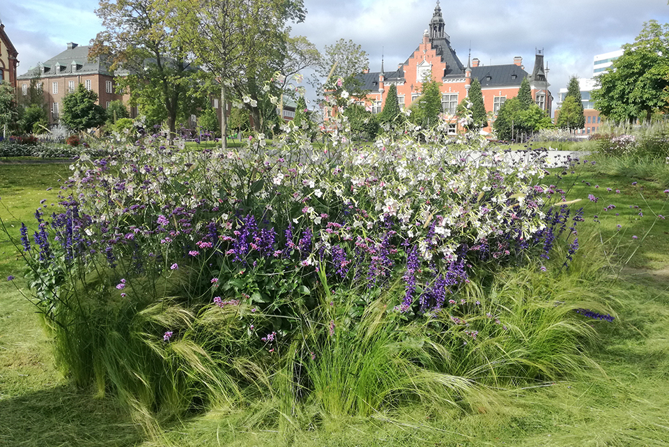 blommor, gräsmatta, rådhuset
